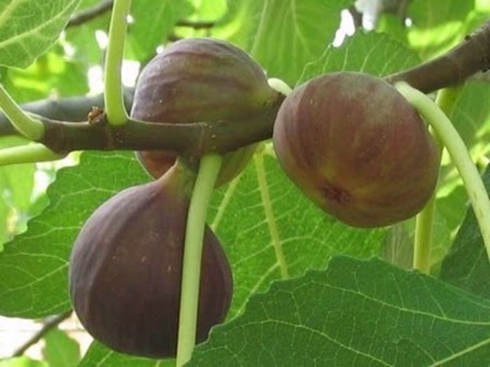 Black Mission Fig | Ficus carica 'Black Mission'