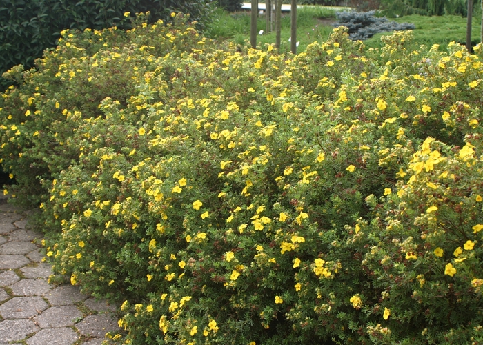 Goldfinger Shrubby Cinquefoil | Potentilla fruticosa Goldfinger