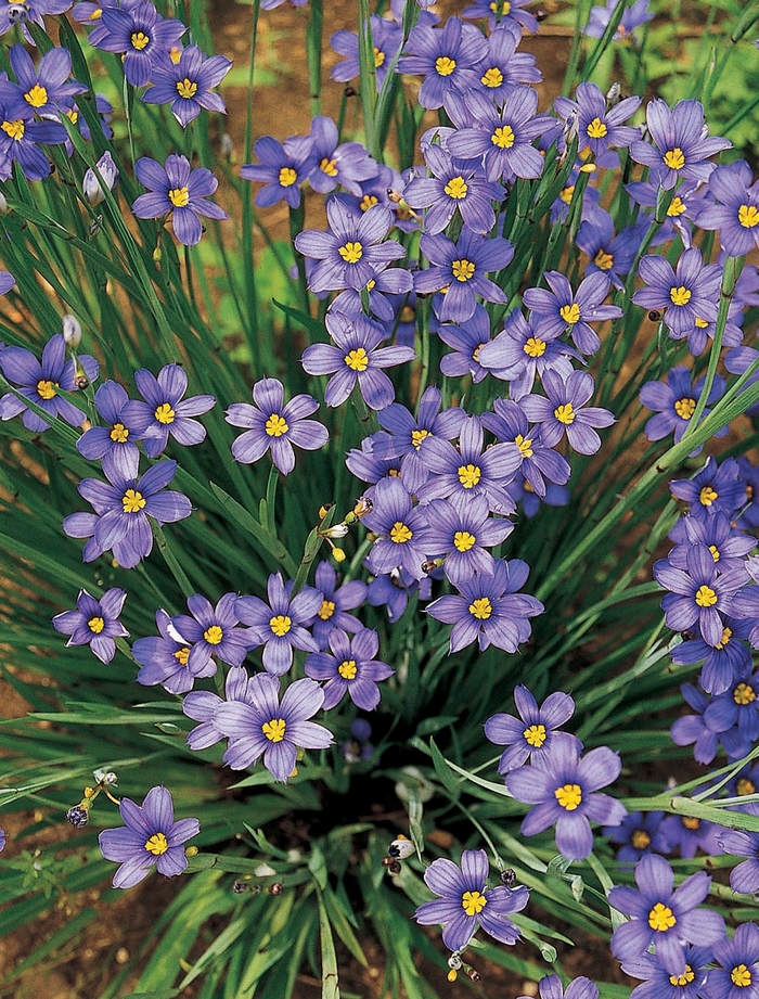 Blue-Eyed Grass | Sisyrinchium angustifolium 'Lucerne'