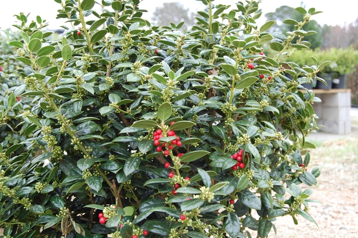 Dwarf Burford Holly | Ilex cornuta 'Burfordii Nana'