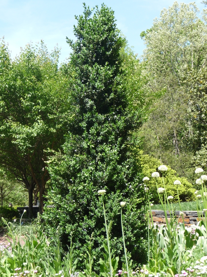 Green Mountain Boxwood | Buxus x 'Green Mountain'