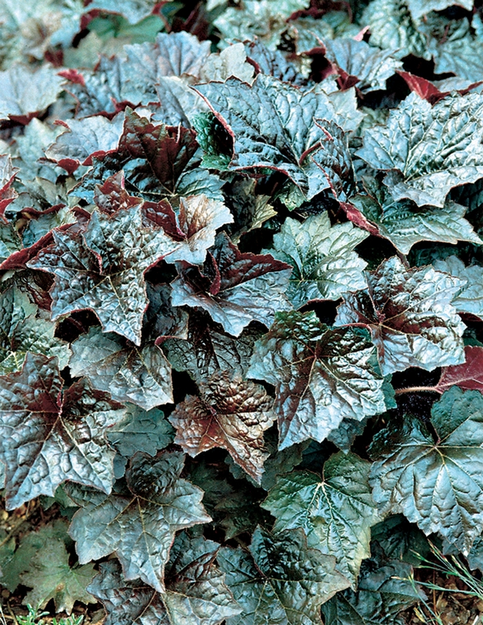 Coral Bells | Heuchera 'Palace Purple'