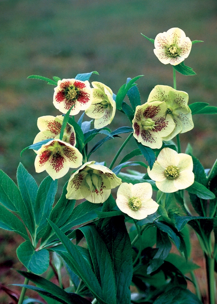 Lenten Rose | Helleborus orientalis 'White Spotted Lady'