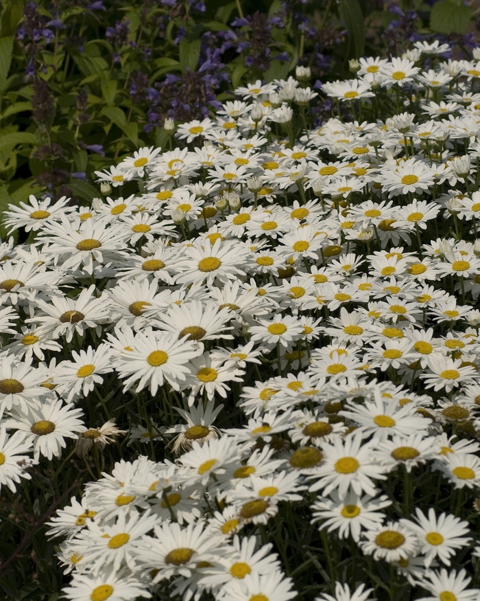 Shasta Daisy Becky | Leucanthemum superbum ''Becky''