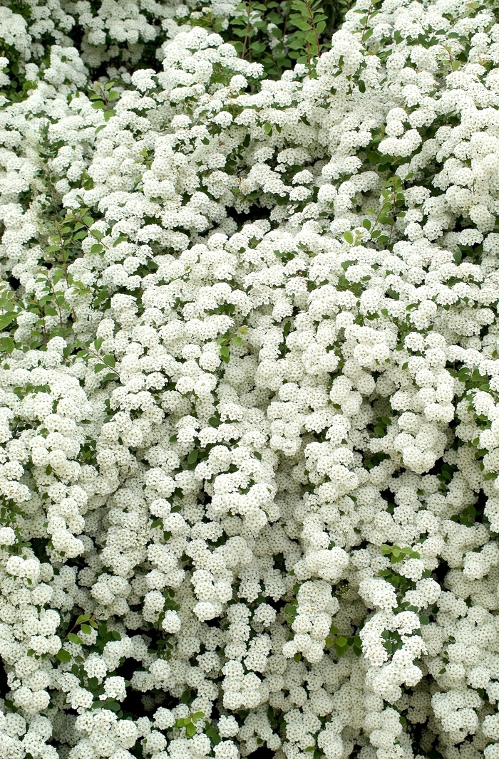 Snowmound Spirea | Spiraea nipponica x 'Snowmound'