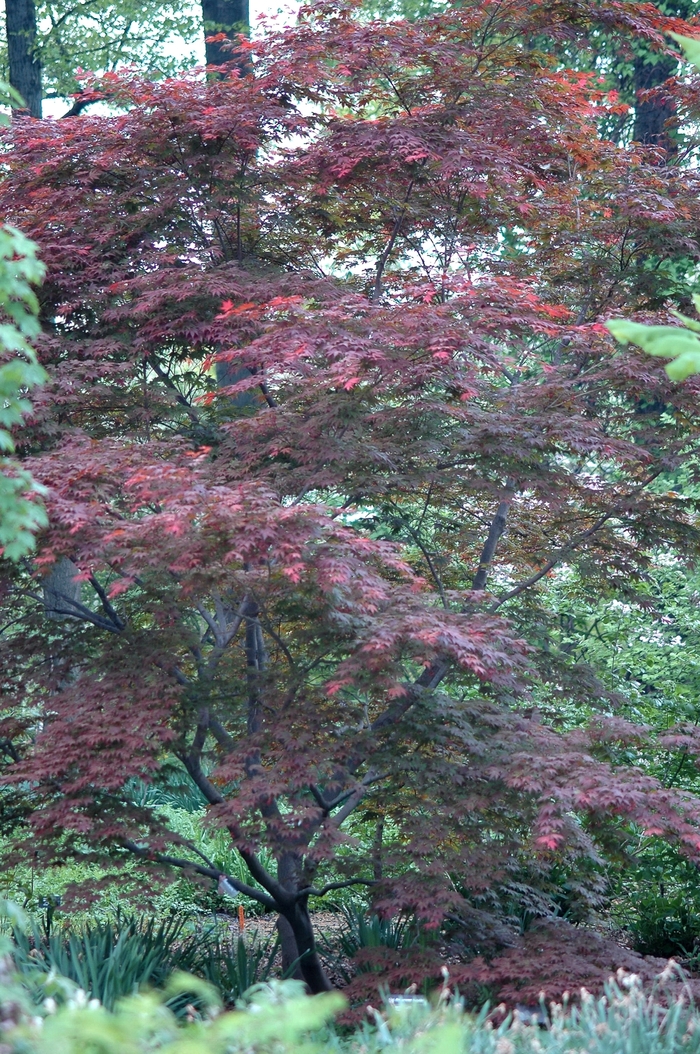 Oshio-beni Japanese Maple | Acer palmatum 'Oshio-beni'