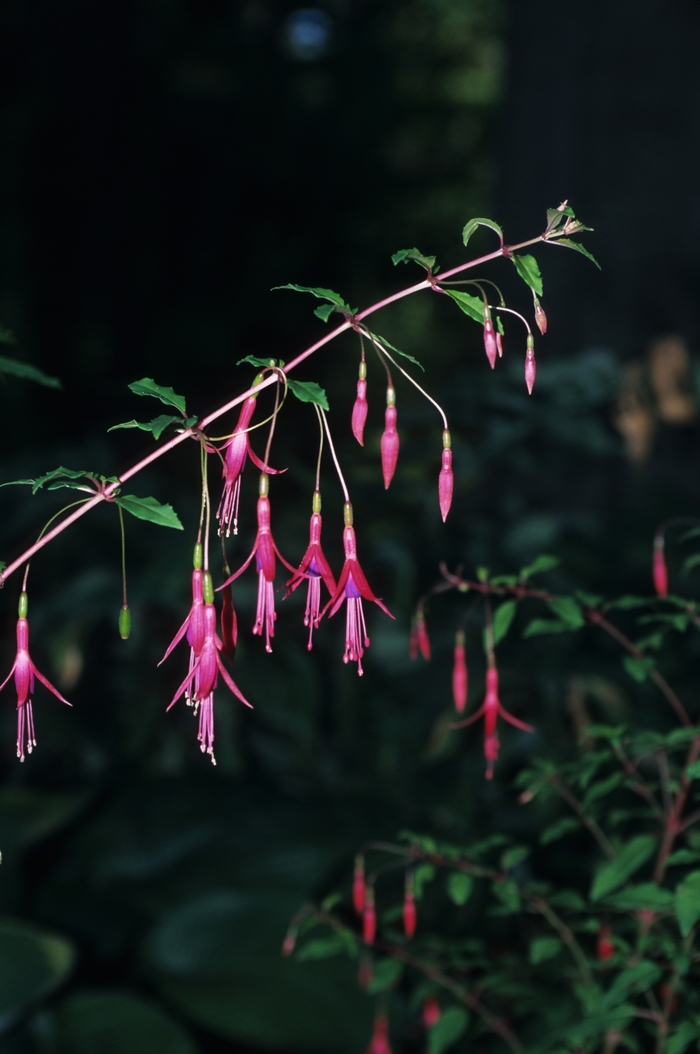 Hardy Fuchisa | Fuchsia magellanica