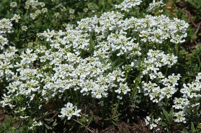 Snowflake Candytuft | Iberis sempervirens 'Snowflake'