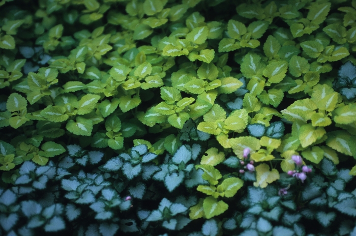 Dead Nettle | Lamium maculatum 'Pink Pewter'