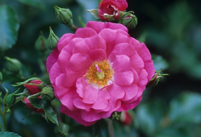 Carpet Rose | Rosa 'Flower Carpet Pink'