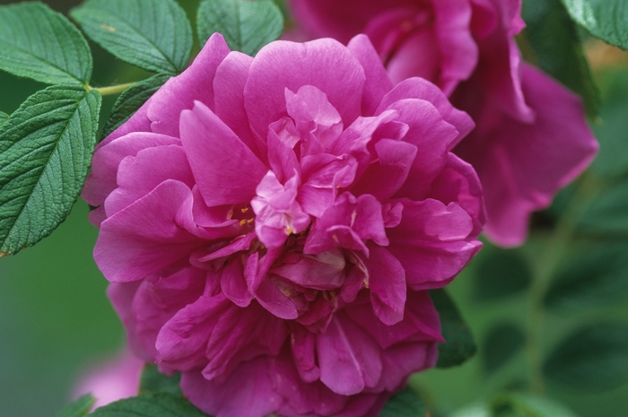 Hansa Rose | Rosa rugosa 'Hansa'