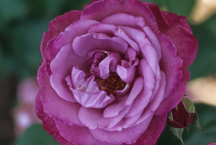 Heirloom Rose | Rosa hybrid tea 'Heirloom'