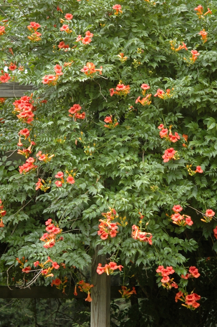 Trumpet Creeper | Campsis tagliabuana Madame Galen