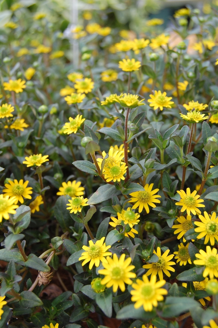 Mexican Creeping Zinnia | Sanvitalia 'Golden Yellow'