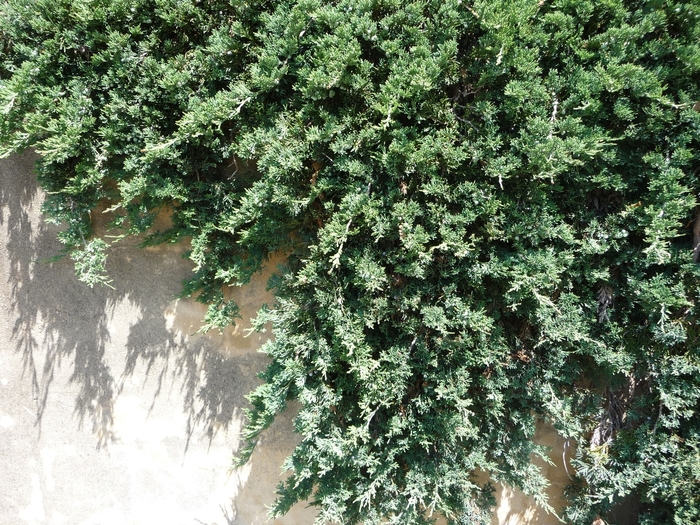 Creeping Juniper | Juniperus horizontalis 'Wiltonii'