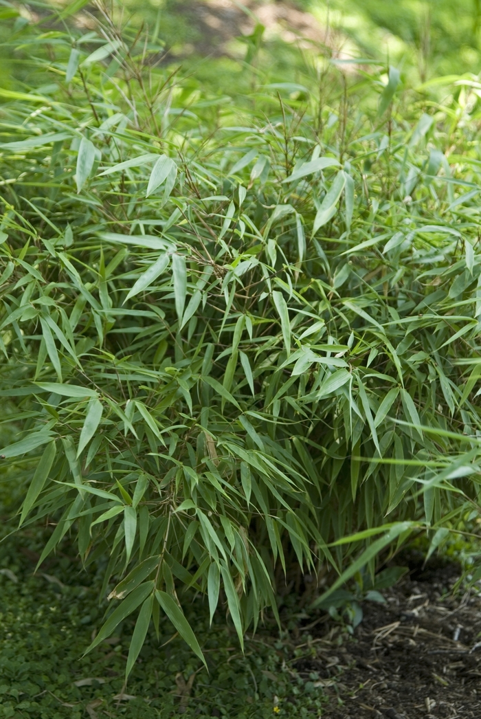 Green Panda Bamboo | Fargesia rufa 