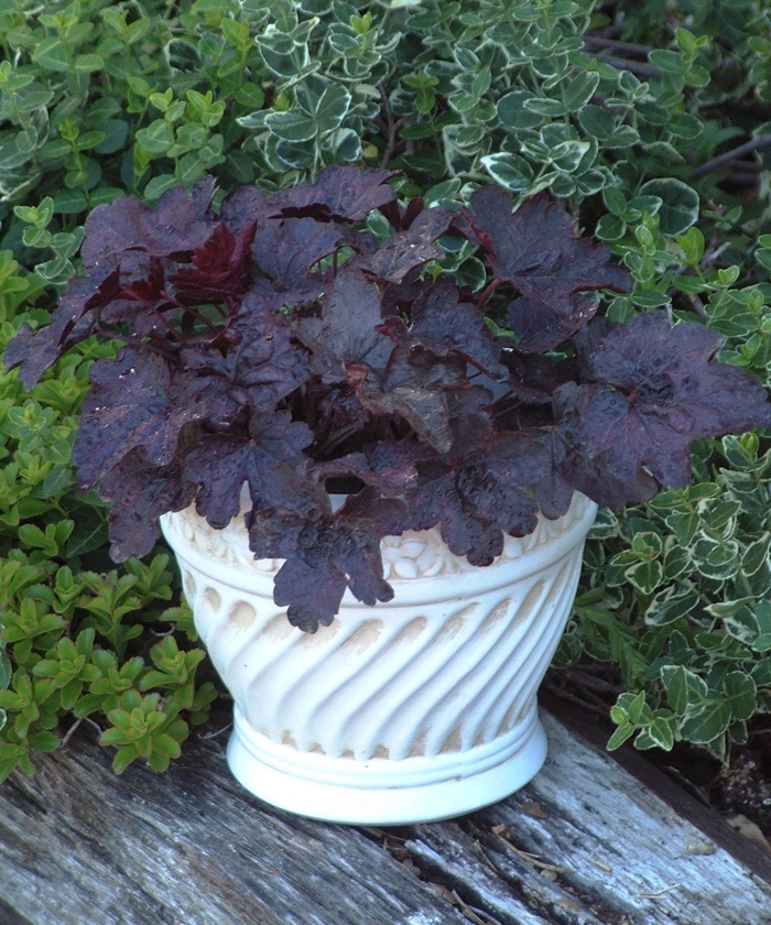 Coral Bells | Heuchera 'Midnight Claret'