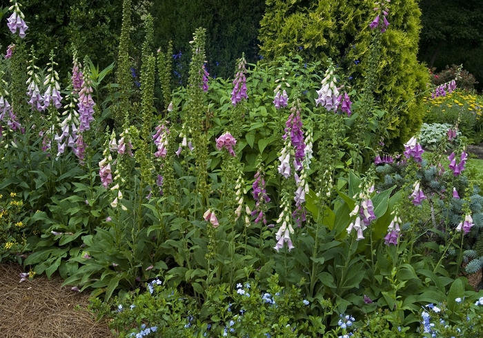 Foxglove | Digitalis purpurea