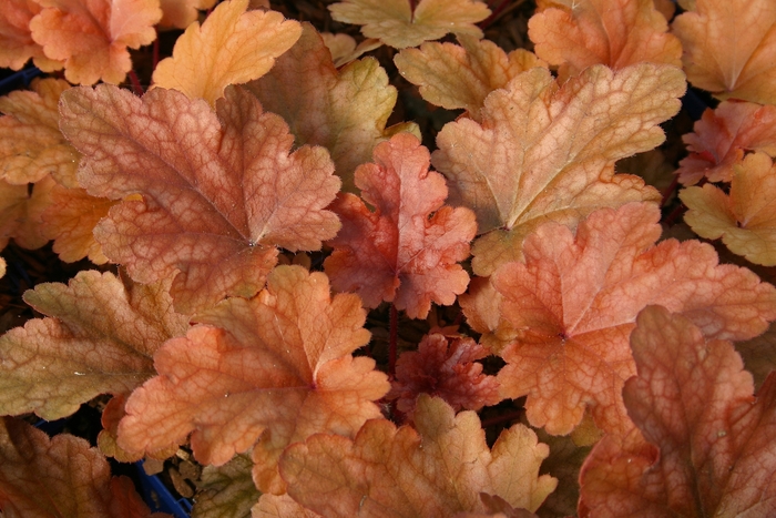 Coral Bells | Heuchera 'Peach Flambe'