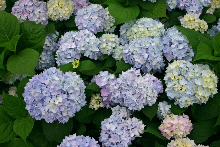 Mophead Hydrangea | Hydrangea macrophylla 'Endless Summer'