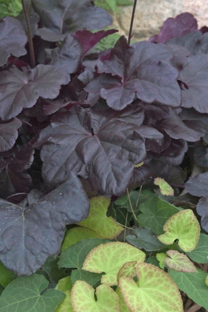 Alum Root | Heuchera 'Obsidian'