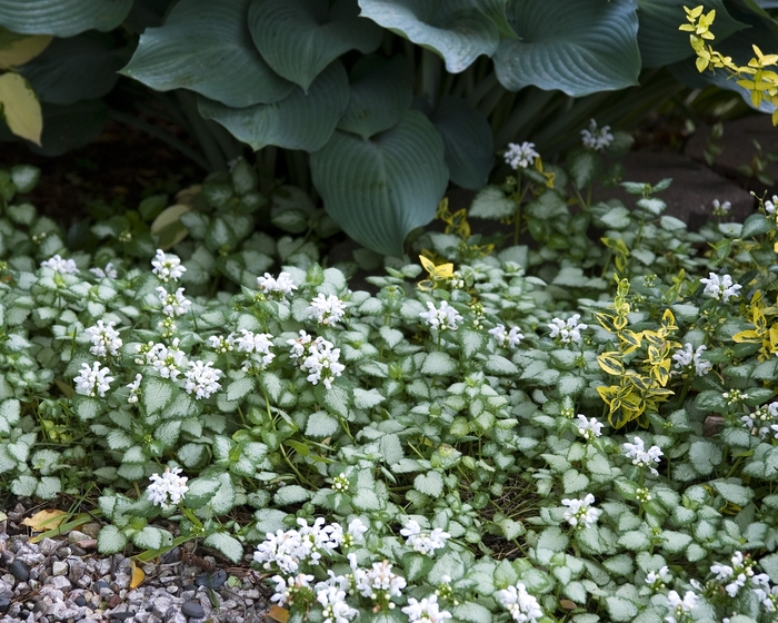 Dead Nettle | Lamium maculatum 'White Nancy'