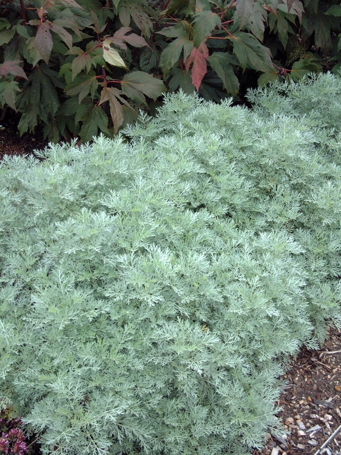 White Sage | Artemisia 'Powis Castle'