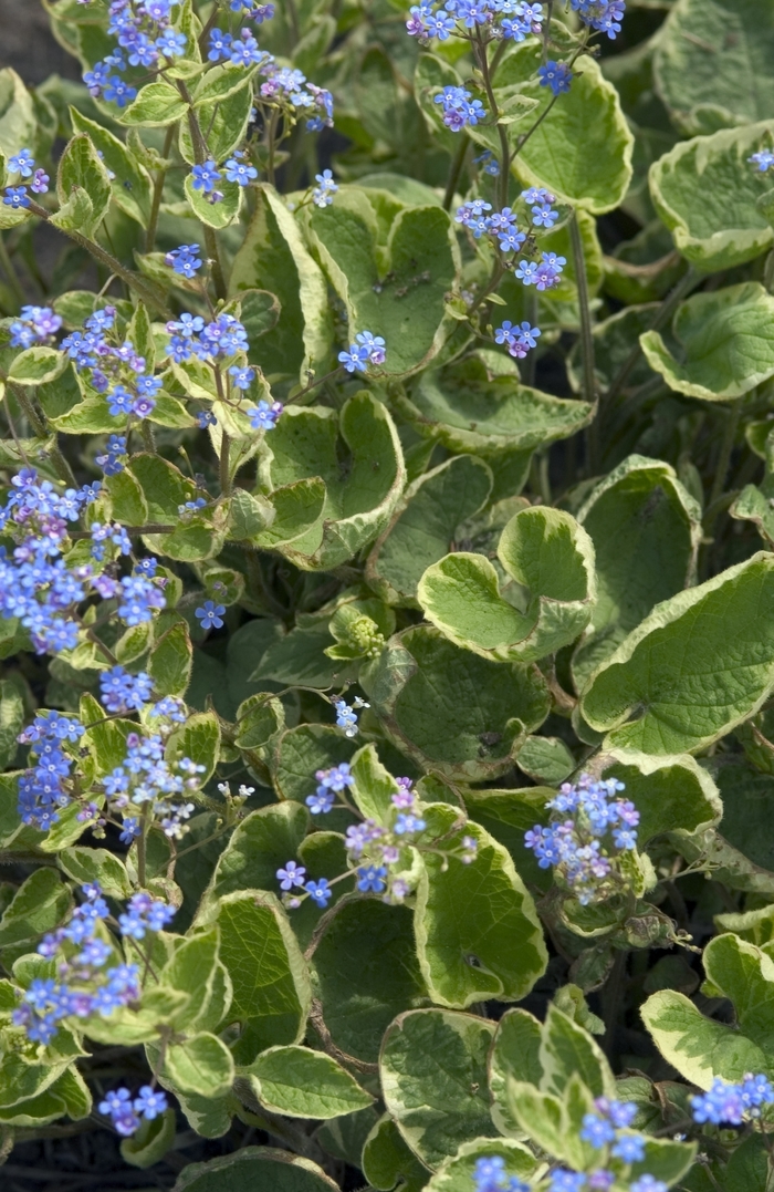 Heartleaf Brunnera | Brunnera macrophylla 'Hadspen Cream'