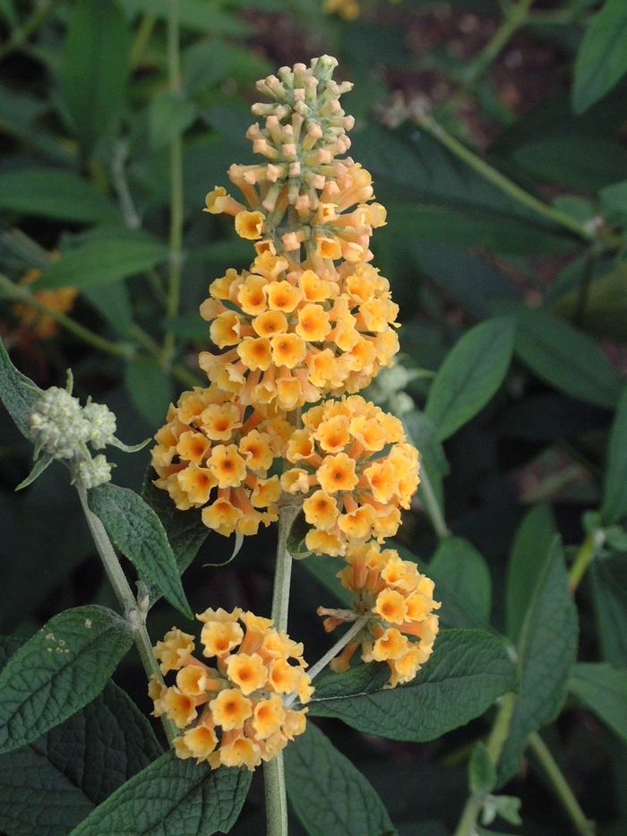 Butterfly Bush | Buddleia x 'Honeycomb'