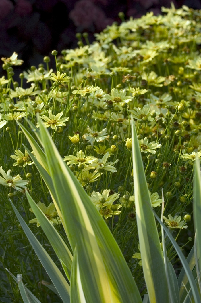 Creme Brulee Tickseed | Coreopsis x 'Creme Brulee'