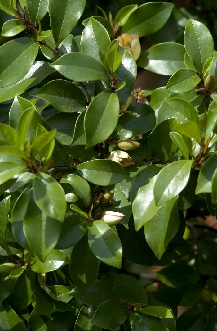 Banana Shrub | Michelia figo