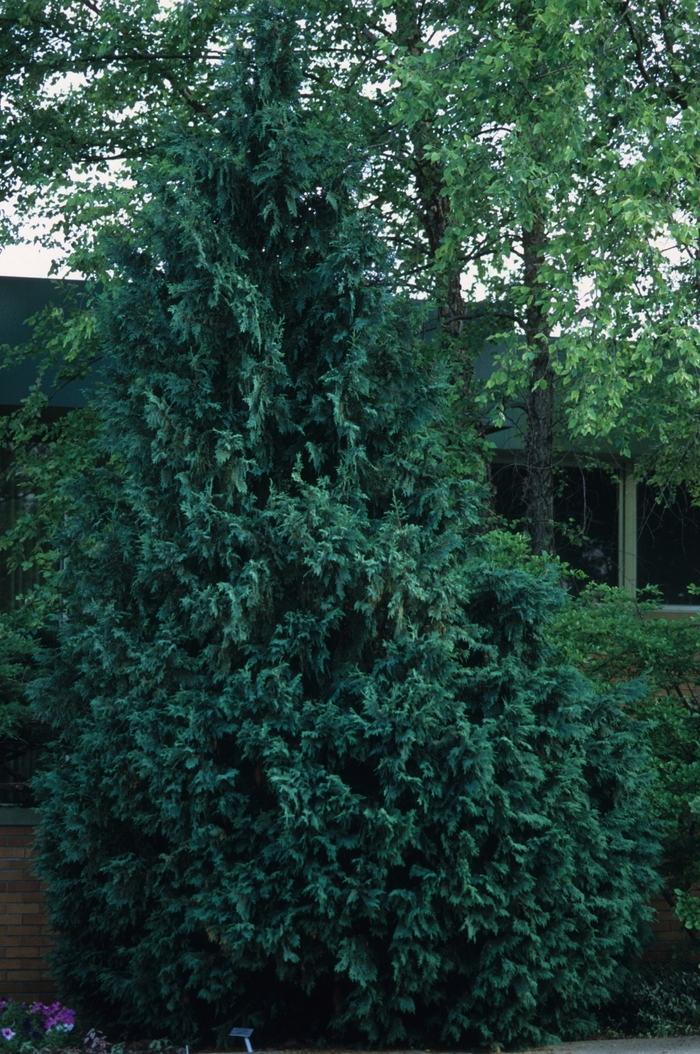 Slender Hinoki Cypress | Chamaecyparis obtusa 'Gracilis'