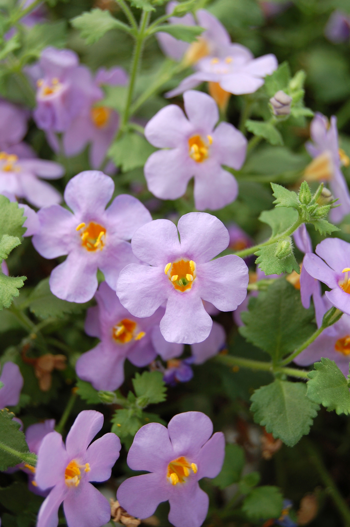 Giant Blue Bacopa | Sutera ' Abunda Colossal Blue