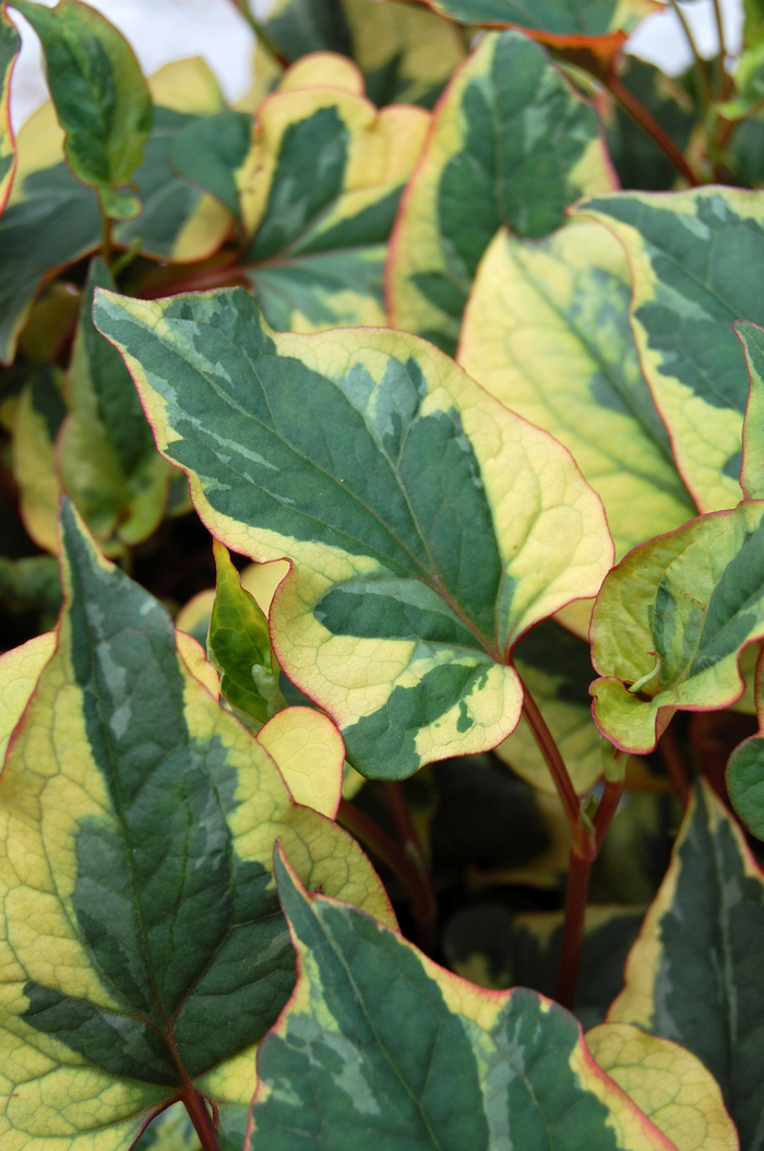 Chameleon plant | Houttuynia cordata