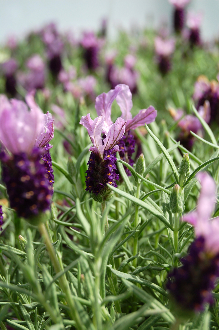 French or Butterfly Lavender | Lavandula stoechas 'Little Bee™ Purple'