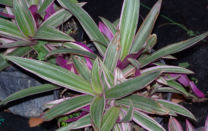 Purple Heart or Inch Plant | Tradescantia