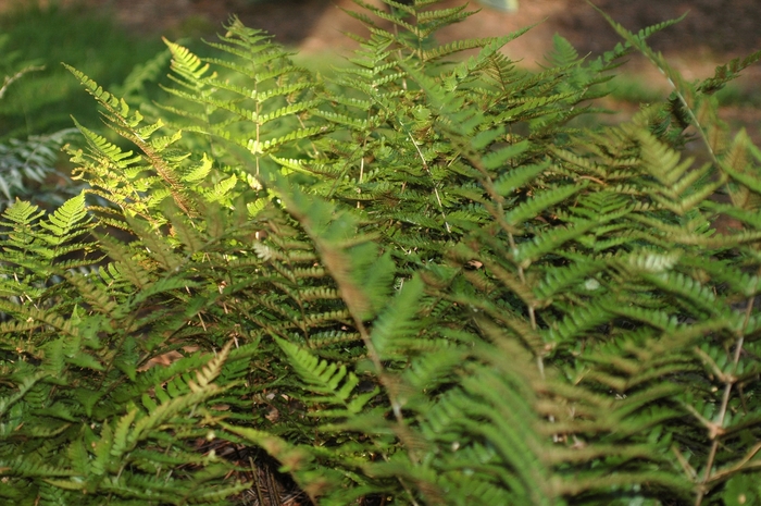 Autumn Fern | Dryopteris erythrosora