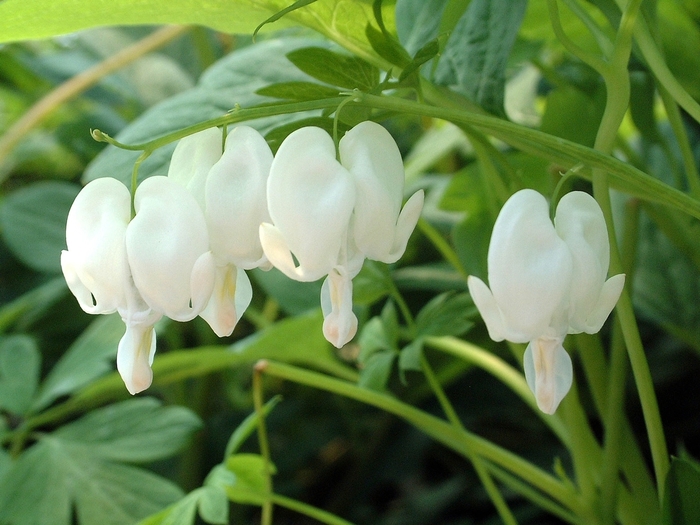 Fringed Bleeding Heart | Dicentra spectabilis 'Alba'