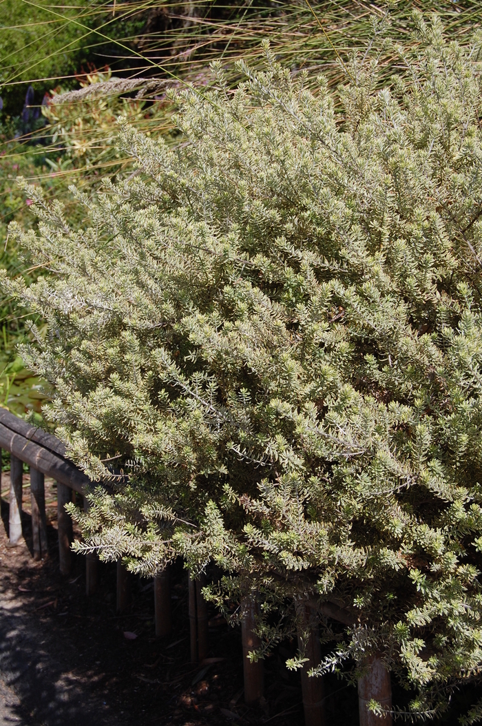 Coast Rosemary | Westringia fruticosa 'Morning Light'