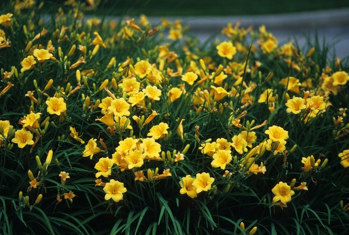 Daylily | Hemerocallis 'Stella d' Oro'