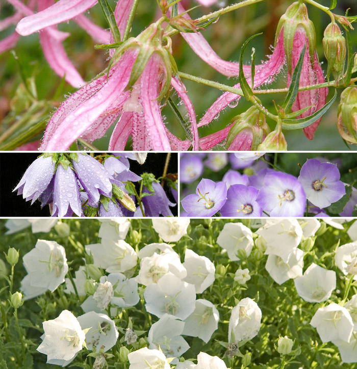 Bellflower | Campanula Multiple Varieties