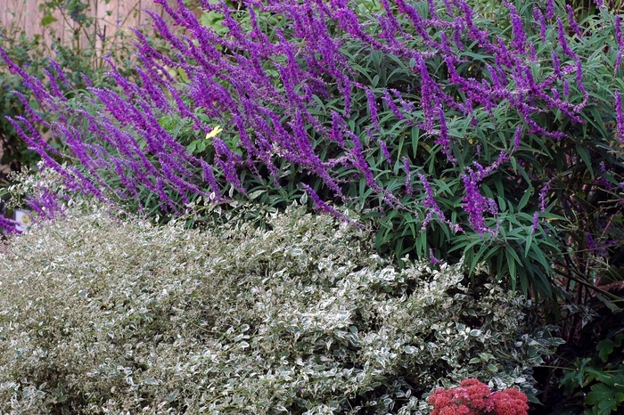 Mexican Sage | Salvia leucantha 'Midnight'