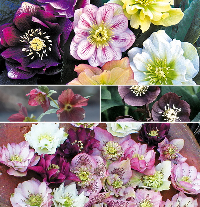 Helleborus - Lenten Rose | Multiple Varieties