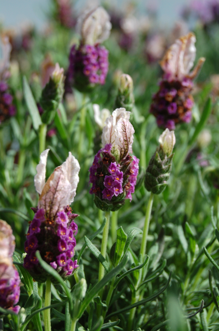 Lavender | Lavandula stoechas 'Boysenberry Ruffles'