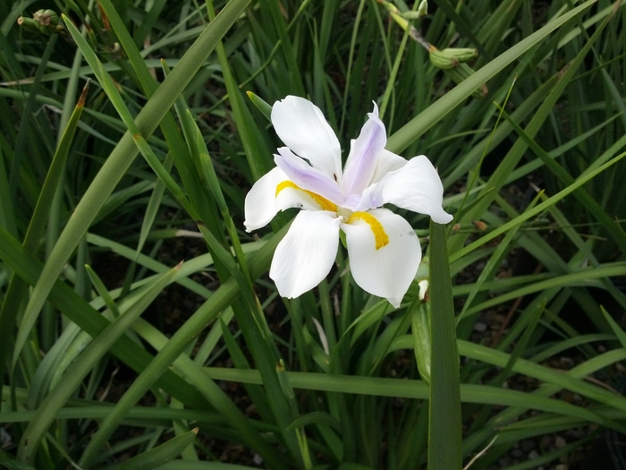 Fortnight Lily | Dietes vegeta