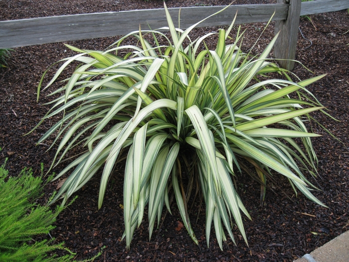 Yellow Wave Flax | Phormium 'Yellow Wave'