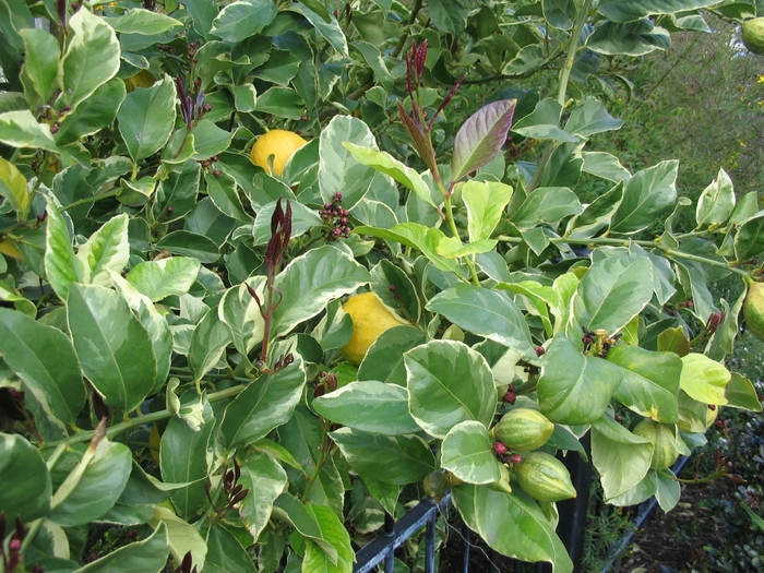 Variegated Pink Lemon | Citrus limonum 'Variegatus'