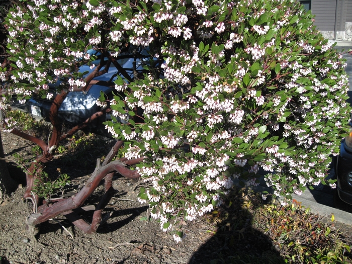Hill Manzanita | Arctostaphylos densiflora 'Sentinel'