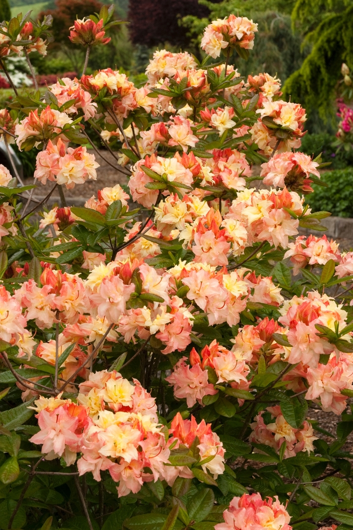 Azalea Exbury Cannons Double | Rhododendron Exbury hybrid 'Cannons Double'