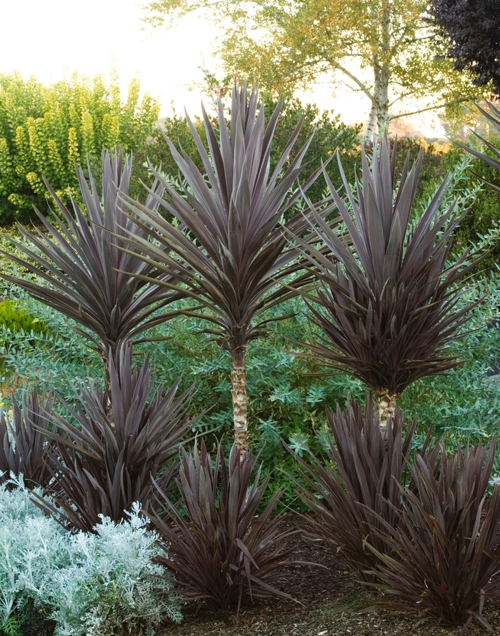 Dragon Tree | Cordyline baueri